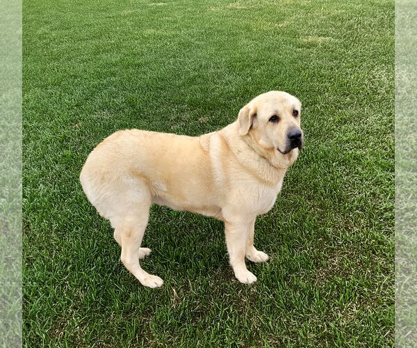 Medium Photo #2 Great Pyrenees-Unknown Mix Puppy For Sale in Unionville, PA, USA
