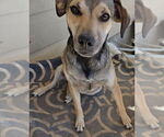 Small Labrador Retriever Mix