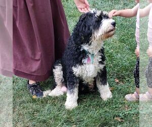 Mother of the Bernedoodle (Miniature) puppies born on 04/21/2025