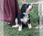Small Photo #1 Bernedoodle (Miniature) Puppy For Sale in SUNBURY, PA, USA