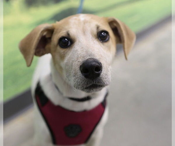 Medium Photo #1 Feist Terrier-Unknown Mix Puppy For Sale in Decatur, GA, USA