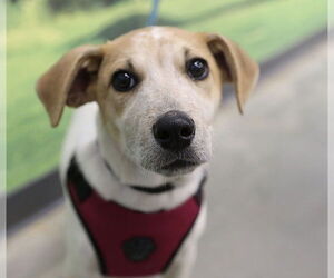 Feist Terrier-Unknown Mix Dogs for adoption in Decatur, GA, USA