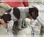 Puppy Puppy 2 Mickey German Shorthaired Pointer-German Wirehaired Pointer Mix
