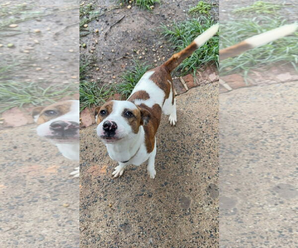 Medium Photo #2 Mutt Puppy For Sale in Woodbury, NY, USA