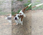 Small #1 Mutt