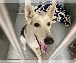 Gerberian Shepsky Dogs for adoption in Orange, CA, USA