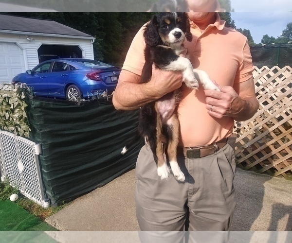 Medium Photo #2 Australian Shepherd-Cavalier King Charles Spaniel Mix Puppy For Sale in HOWLAND, OH, USA