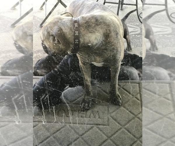 Medium Photo #1 Cane Corso Puppy For Sale in LANCASTER, CA, USA