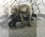 Small Photo #1 Cane Corso Puppy For Sale in LANCASTER, CA, USA
