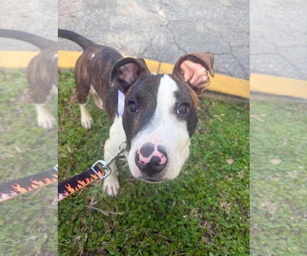 Medium Photo #2 Mutt Puppy For Sale in Pompano Beach , FL, USA