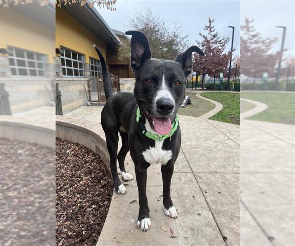 Medium Photo #3 Mutt Puppy For Sale in Elk Grove, CA, USA