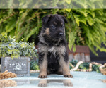 Small #1 German Shepherd Dog