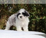 Small #4 ShihPoo