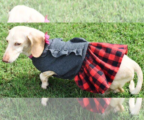 Medium Photo #16 Dachshund Puppy For Sale in Shelbyville, TN, USA