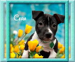 Small #6 American Pit Bull Terrier-Labrador Retriever Mix