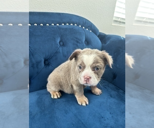 Medium Photo #26 English Bulldog Puppy For Sale in MENLO PARK, CA, USA