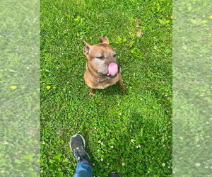 Cookie Boo - Female German Shepherd Dog-Unknown Mix Dog for Adoption - Photo #6
