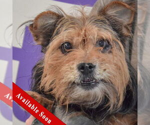 Brussels Griffon-Unknown Mix Dogs for adoption in Huntley, IL, USA