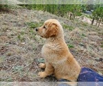Small Photo #1 Golden Retriever Puppy For Sale in PEYTON, CO, USA