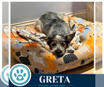 Small #6 Shih Tzu Mix