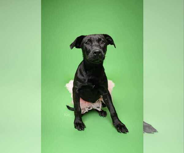Medium Photo #2 Labrador Retriever-Unknown Mix Puppy For Sale in Aurora, CO, USA