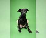 Small #1 Labrador Retriever Mix