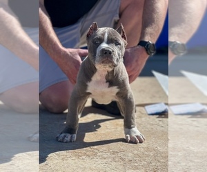 American Bully Puppy for sale in BASTROP, TX, USA