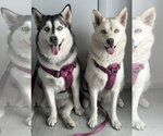 Small #3 Siberian Husky