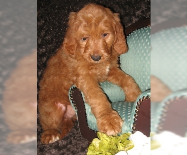 Medium Photo #9 Goldendoodle Puppy For Sale in SELINSGROVE, PA, USA