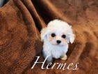 Small Photo #1 Maltese Puppy For Sale in LAS VEGAS, NV, USA