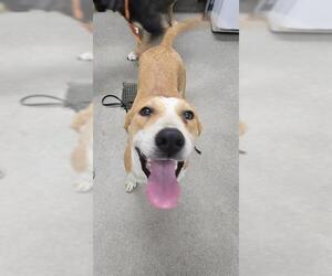 German Shepherd Dog-Unknown Mix Dogs for adoption in HESPERIA, CA, USA