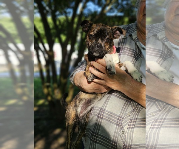 Medium Photo #3 Boston Terrier-Unknown Mix Puppy For Sale in Wakefield, RI, USA