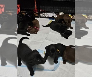 Labrador Retriever Litter for sale in MINERAL WELLS, TX, USA