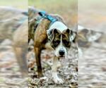 Small #2 Boxer Mix