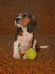 Beagle Puppy for sale in Zhytomyr, Zhytomyr, Ukraine