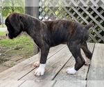 Small Photo #2 Boxer Puppy For Sale in HUMBOLDT, TN, USA