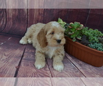 Small #3 Cocker Spaniel-Poodle (Miniature) Mix