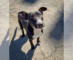 Small #3 Labrador Retriever Mix