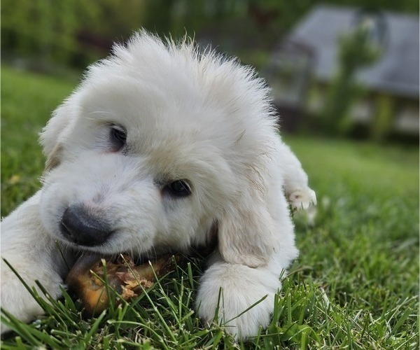 Medium Photo #1 Great Pyrenees Puppy For Sale in FLOYD, VA, USA