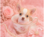 Small #11 Chihuahua