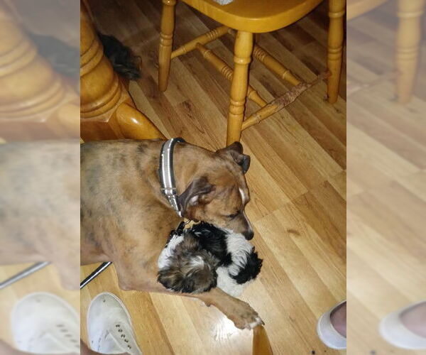 Medium Photo #1 American Pit Bull Terrier-Unknown Mix Puppy For Sale in Ogden, UT, USA