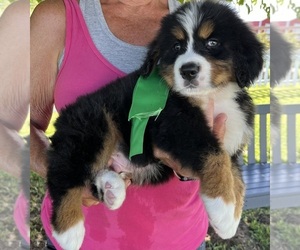 Bernese Mountain Dog Puppy for sale in SPENCER, IN, USA