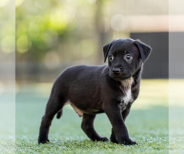 Medium Photo #4 Dachshund-Unknown Mix Puppy For Sale in San Diego, CA, USA