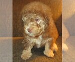 Small Photo #2 Aussie-Poo Puppy For Sale in LINCOLN, AL, USA