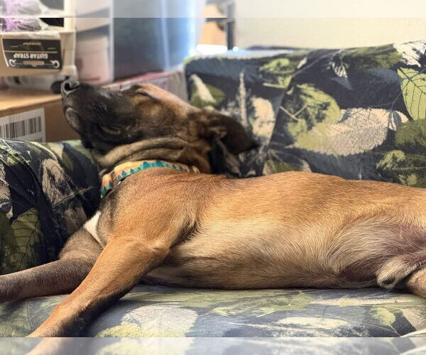 Medium Photo #3 Mutt Puppy For Sale in Imlay City, MI, USA