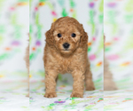 Small Photo #7 Poodle (Miniature) Puppy For Sale in BREMEN, IN, USA
