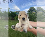 Puppy YELLOW Golden Retriever