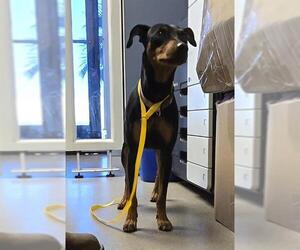 Mutt Dogs for adoption in HESPERIA, CA, USA