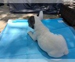 Small #7 French Bulldog
