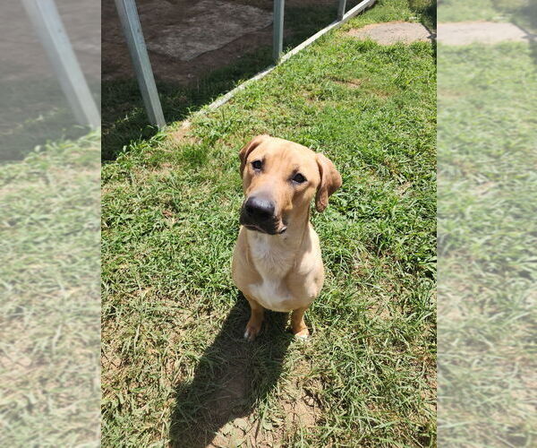 Medium Photo #2 Mutt Puppy For Sale in Evansville, IN, USA